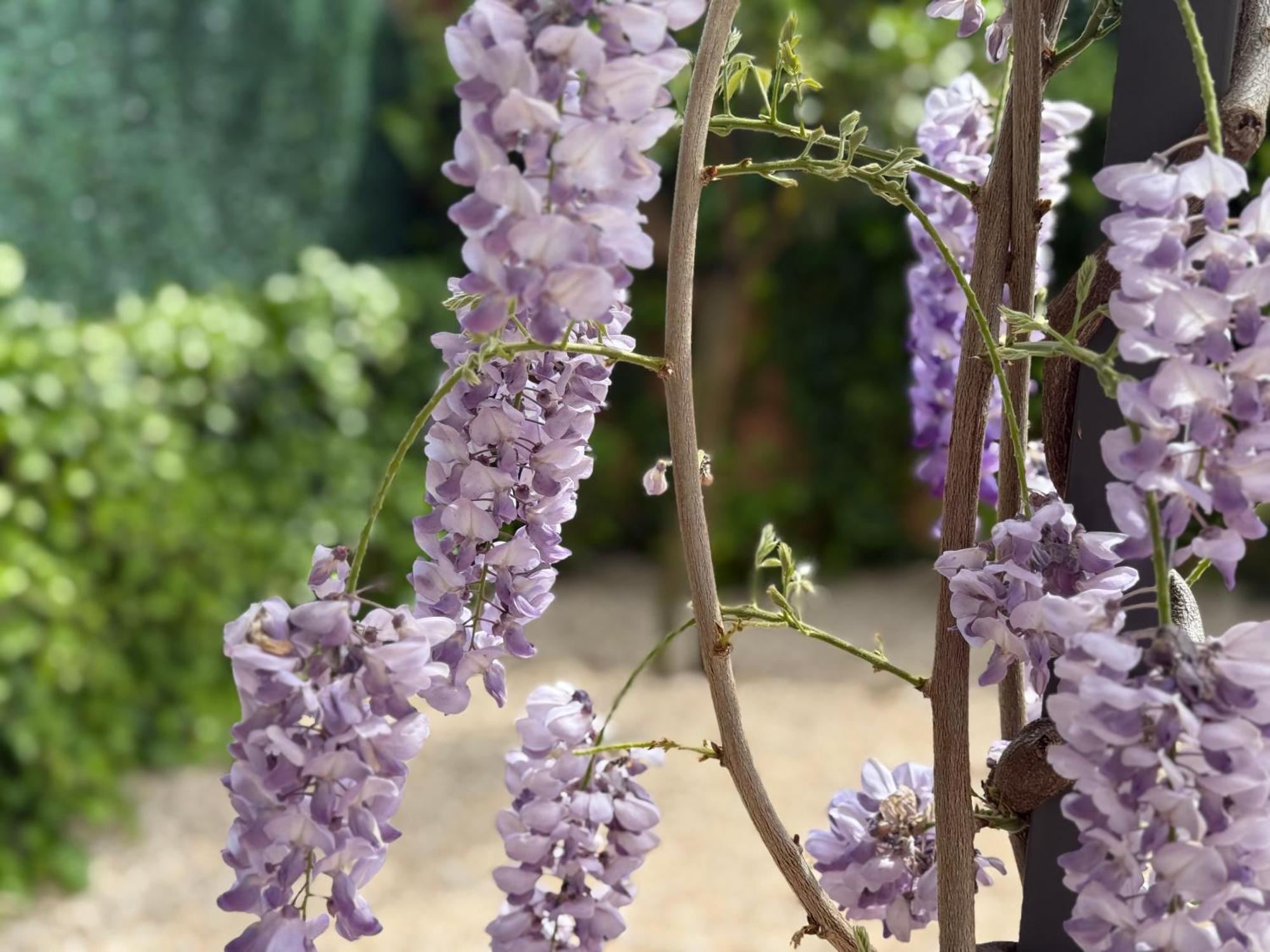 Bakea Apto Con Jardin Privado Bakio Bagian luar foto